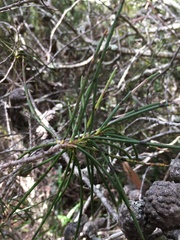 Hakea lissosperma