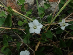 Convolvulus waitaha