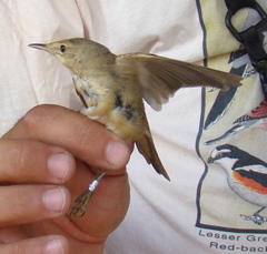 Acrocephalus scirpaceus