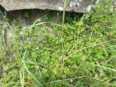 Convolvulus waitaha