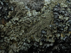 Podostictina pickeringii