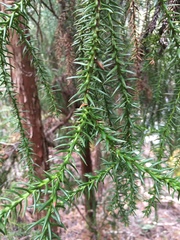 Athrotaxis selaginoides
