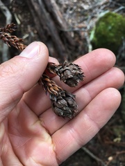 Athrotaxis selaginoides