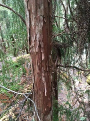 Athrotaxis selaginoides