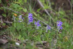 Scutellaria laeteviolacea