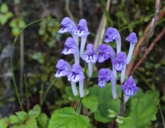 Scutellaria laeteviolacea