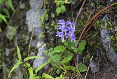 Scutellaria laeteviolacea