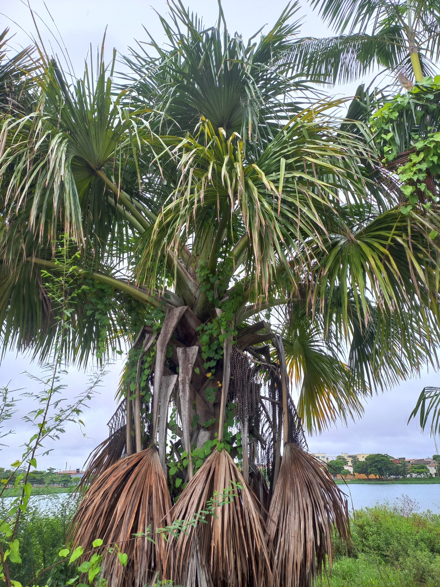 Mauritia flexuosa