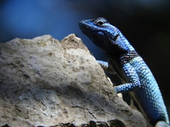 Sceloporus minor cyaneus