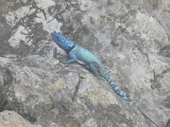 Sceloporus minor cyaneus