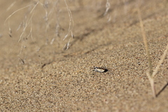 Cicindela limbata nympha
