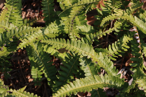 Blechnum australe (Blechnum australe)