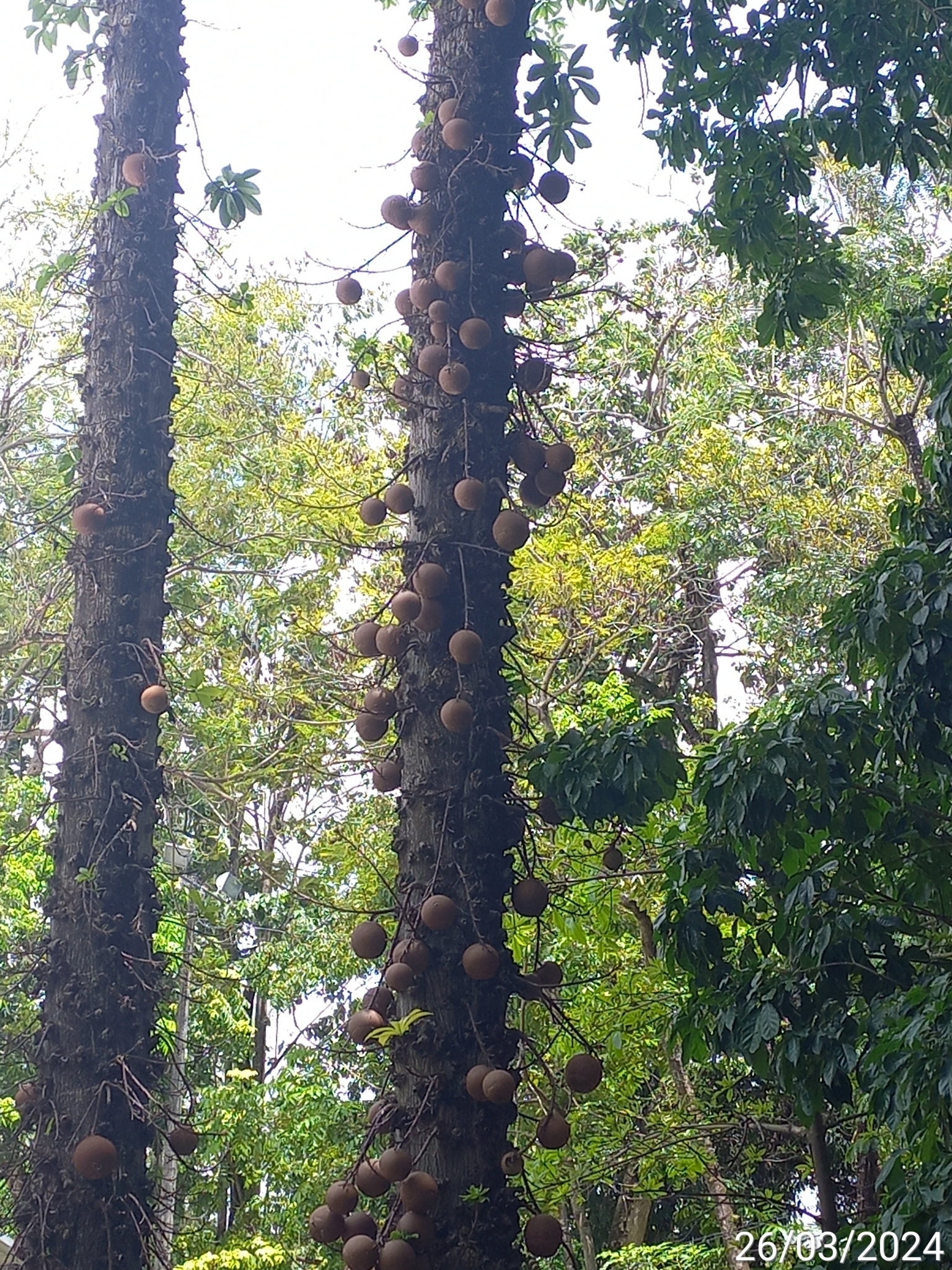 Couroupita guianensis