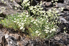 Eriogonum strictum