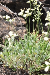Eriogonum strictum