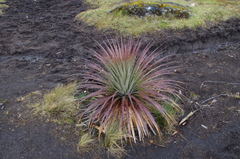 Puya clava-herculis