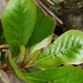 Elaeocarpus dentatus obovatus - Photo (c) Tom, algunos derechos reservados (CC BY-NC), subido por Tom