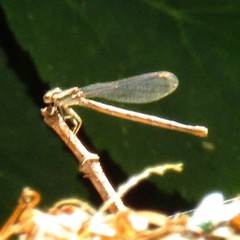 Argia fumipennis