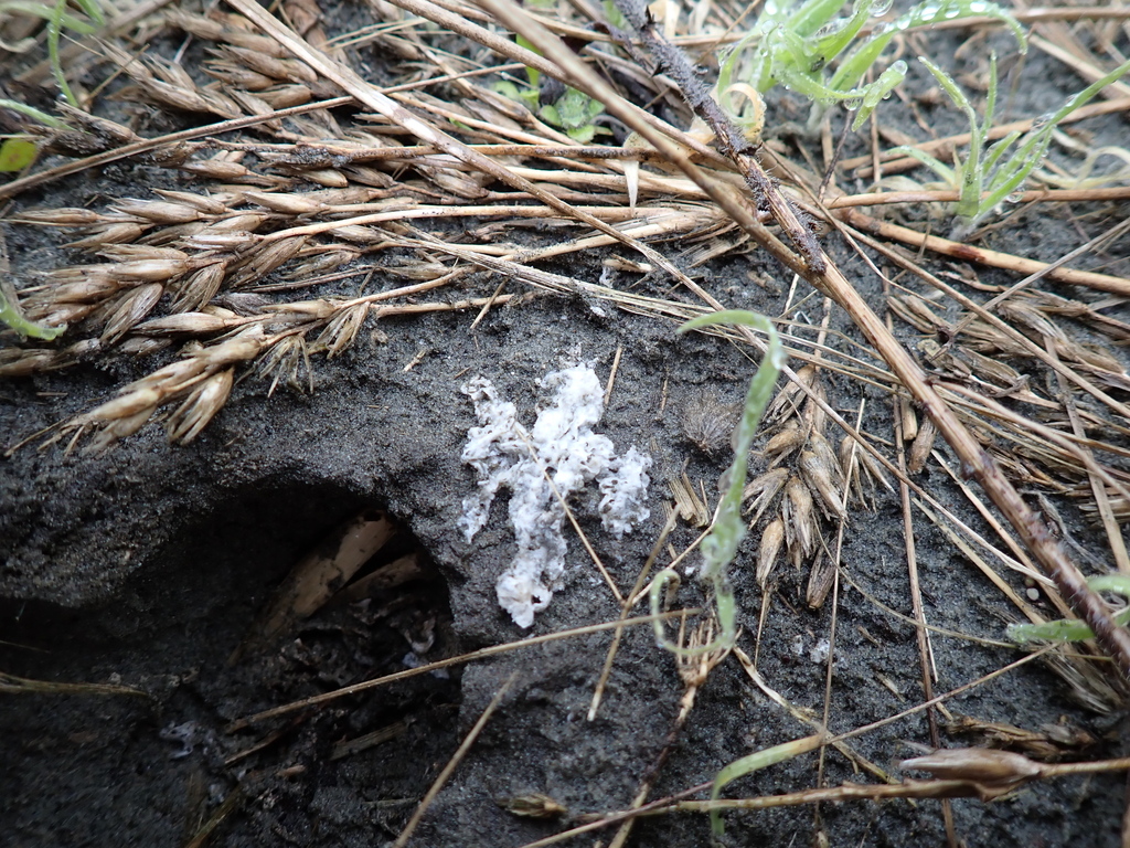 Ileodictyon cibarium · August 2025 · photo: © arnim (iNaturalist, cc-by)