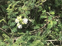 Mimosa quitensis