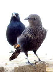 Onychognathus tristramii