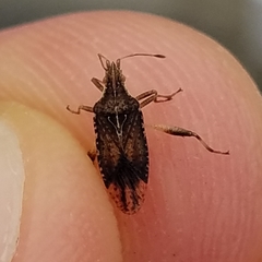 Harmostes fraterculus