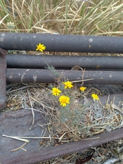 Thymophylla pentachaeta