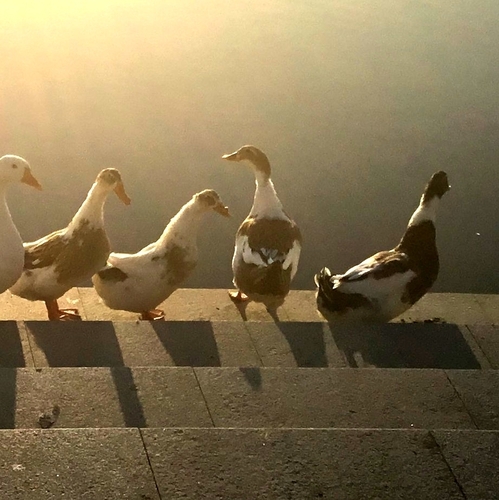 Domestic Mallard