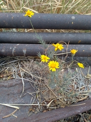 Thymophylla pentachaeta