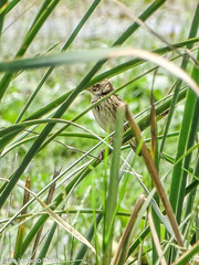 Ploceus manyar