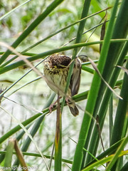 Ploceus manyar