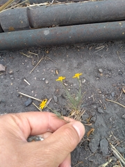 Thymophylla pentachaeta