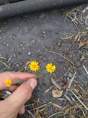 Thymophylla pentachaeta