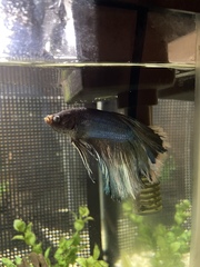 Betta