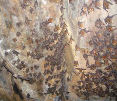Rufous Horseshoe Bat photo 2