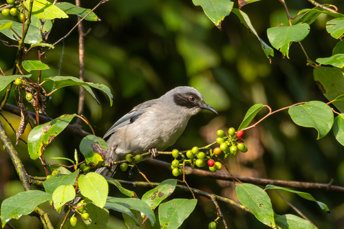 Beautiful Sibia (Heterophasia pulchella), photo 4