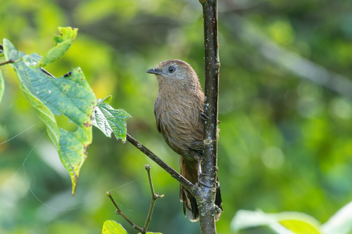 Bhutan Laughingthrush (Trochalopteron imbricatum), photo 6