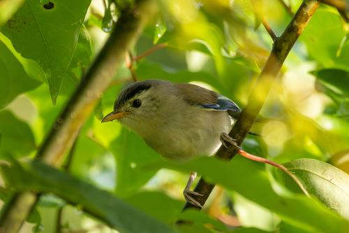 Blue-winged Minla (Actinodura cyanouroptera), photo 7
