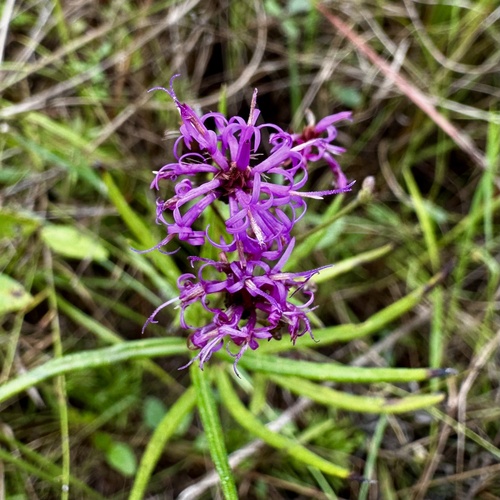 Texas ironweed (Vernonia texana)