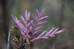 Tillandsia straminea, photograph Connor Connolly-Moyls, CC BY, iNaturalist via GBIF