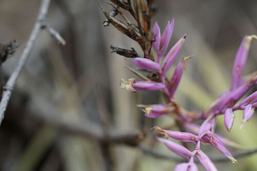 Tillandsia straminea, photograph 6
