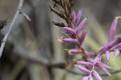 Tillandsia straminea, photograph Connor Connolly-Moyls, CC BY, iNaturalist via GBIF