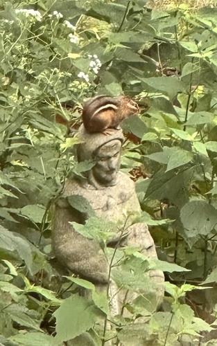 Eastern Chipmunk photographed in Kentucky