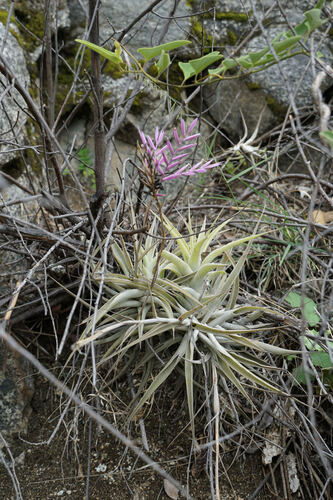 Tillandsia straminea, photograph 4