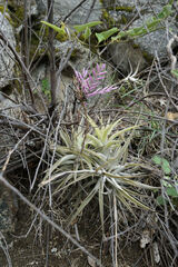 Tillandsia straminea, photograph Connor Connolly-Moyls, CC BY, iNaturalist via GBIF