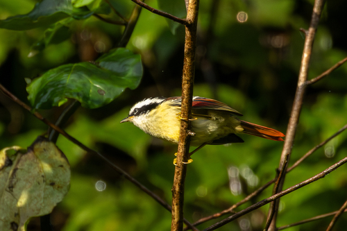 Red-tailed Minla (Minla ignotincta), photo 9