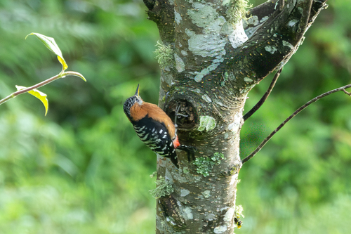 Rufous-bellied Woodpecker (Dendrocopos hyperythrus), photo 6