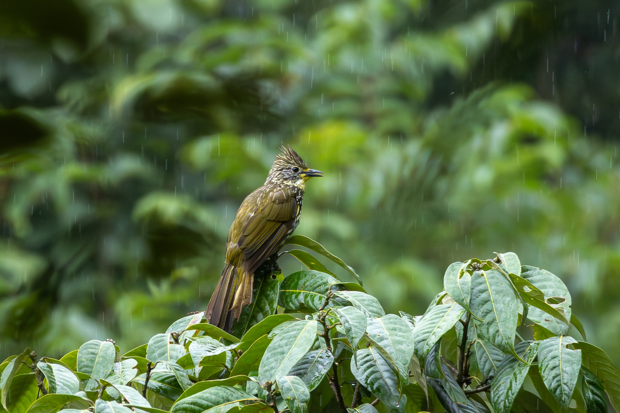 Striated Bulbul illustration