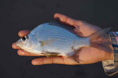 Donkere mojarra (Eugerres axillaris) — Gerreidae
