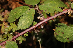 Rubus lindleianus